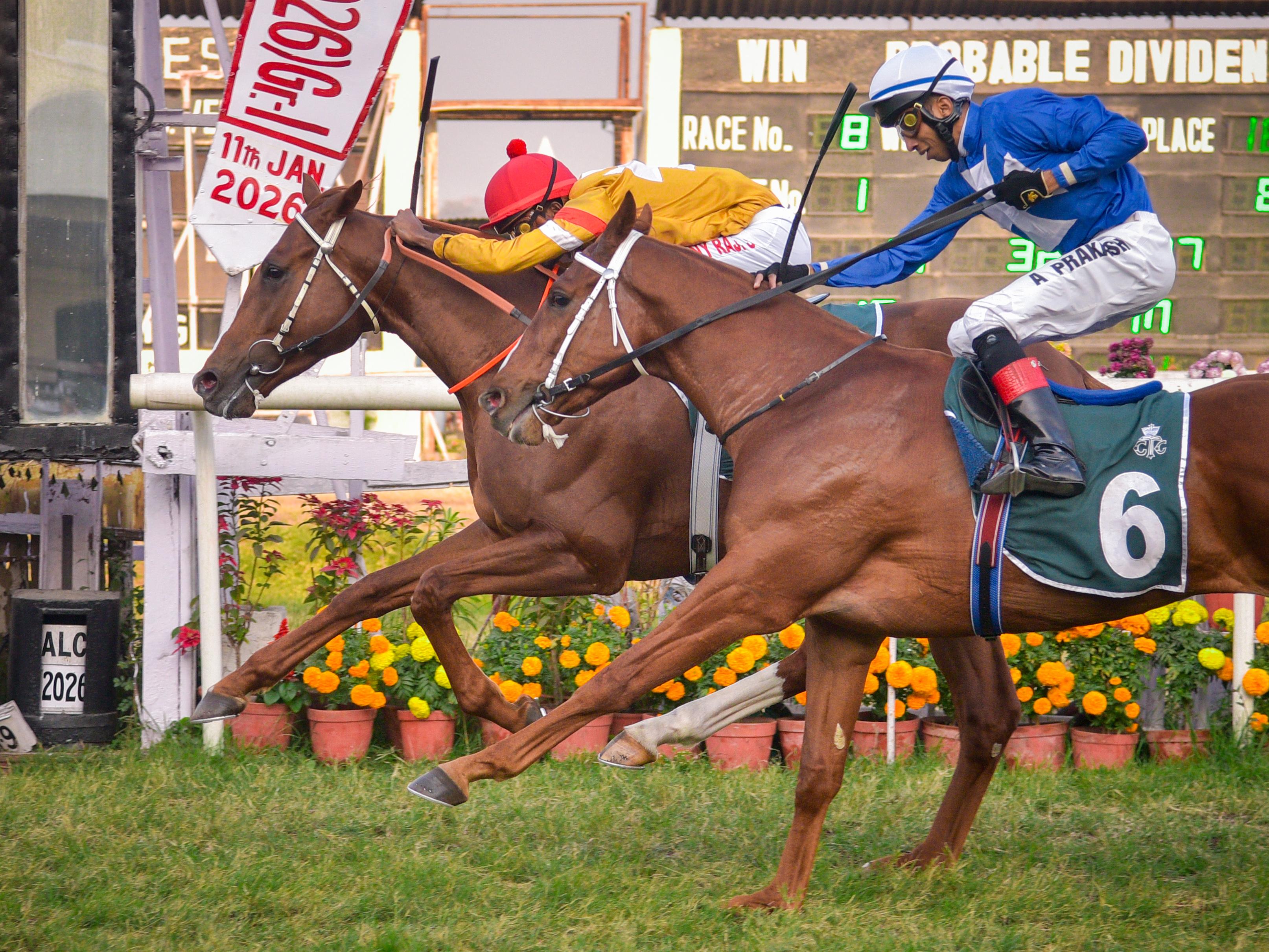 The Calcutta Derby winner Arrvied (Antony Raj-up), is being led in by owner Vikram Bachhawat (right) and wife Priya at RCTC on Sunday. Picture by Sourav Sarkar