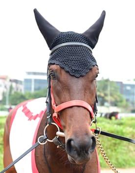 Detby contender: Red Bishop and Sovereign King