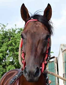 Detby contender: Red Bishop and Sovereign King